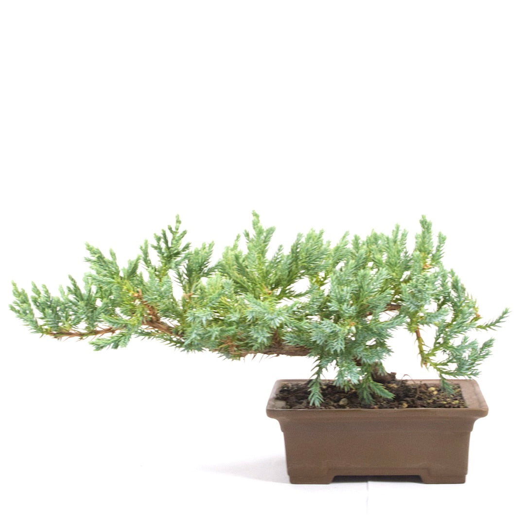 Kissen Wacholder 'Juniperus procumbens Nana'